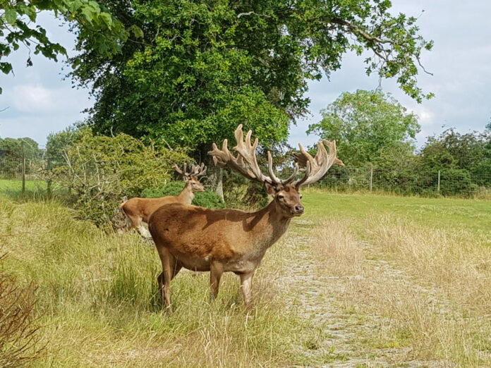 Deer at Loch Rusky Glamping