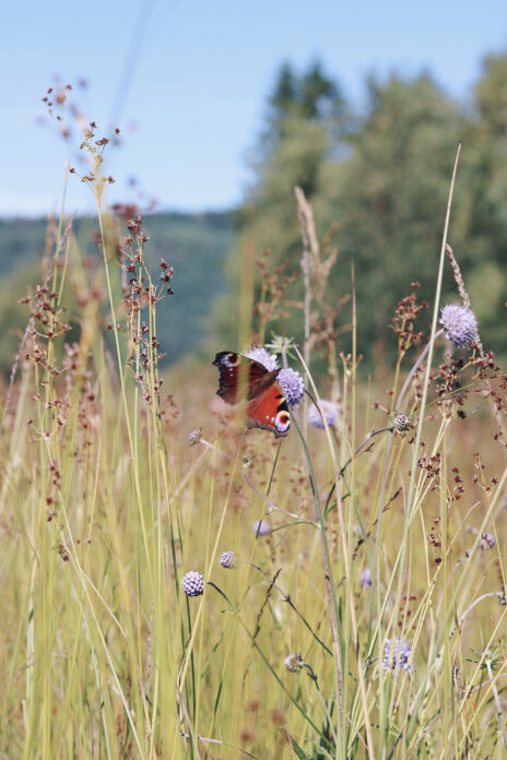 Loch Rusky Glamping