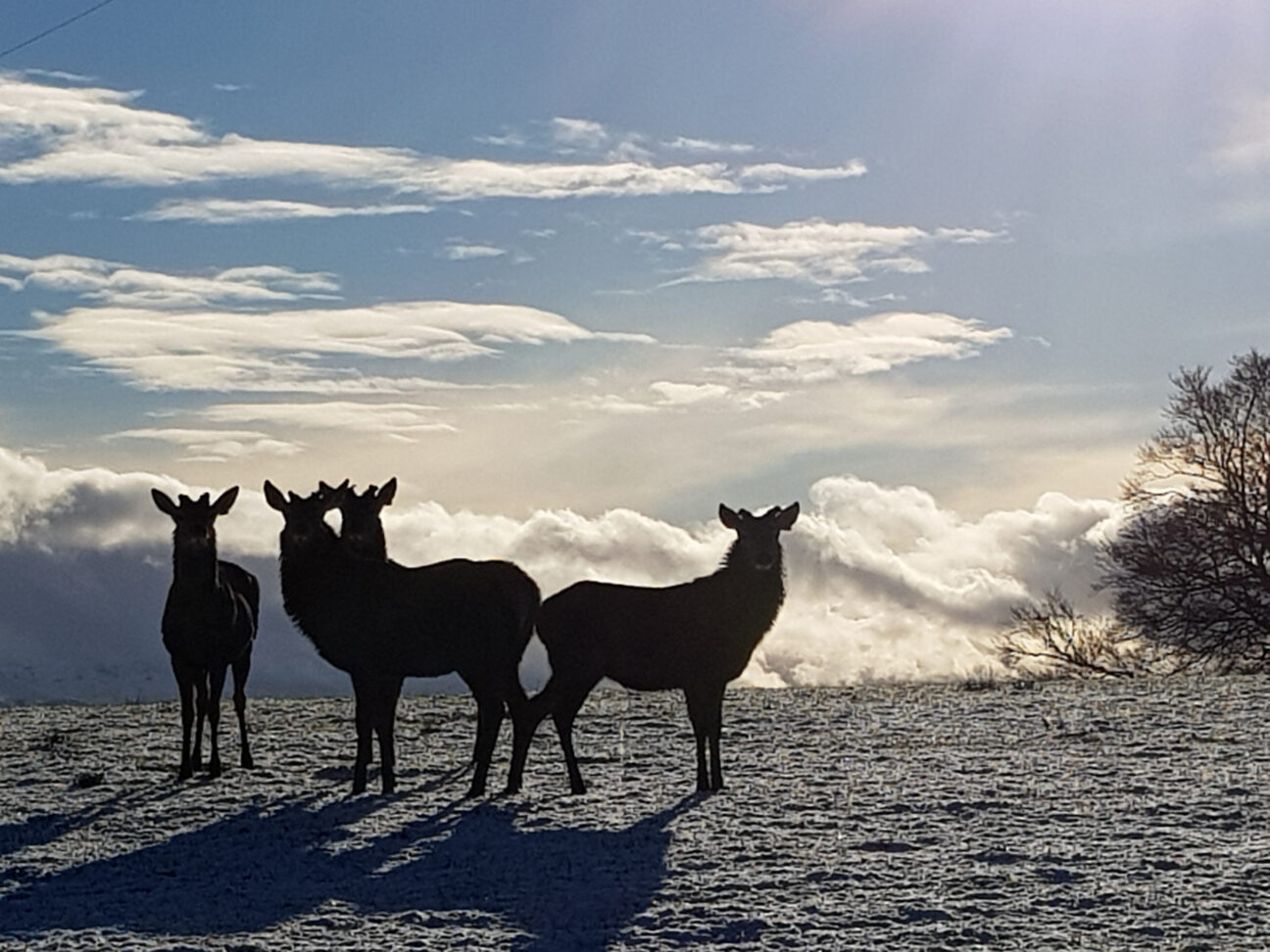 Deer at Loch Rusky Glamping