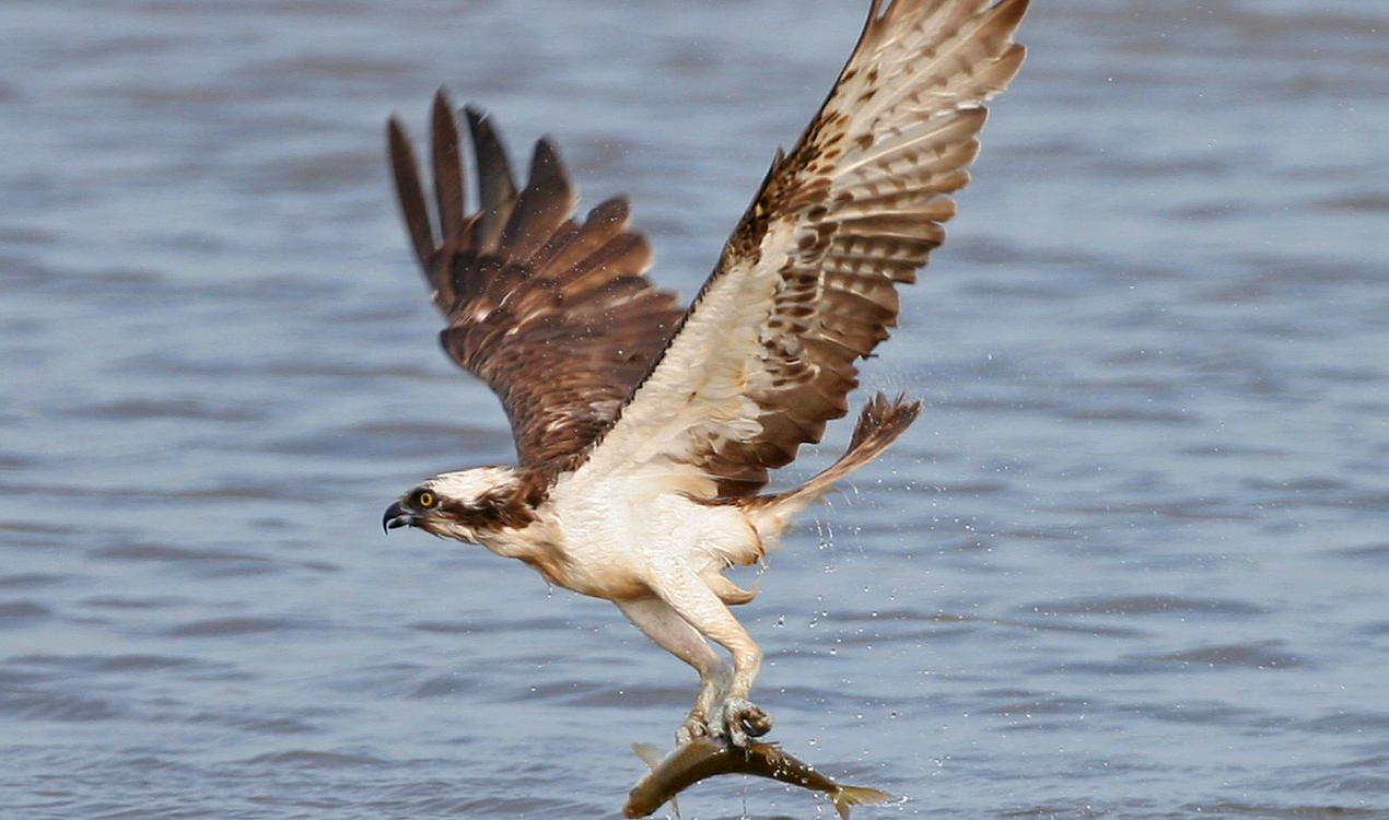 Osprey - Wikipedia